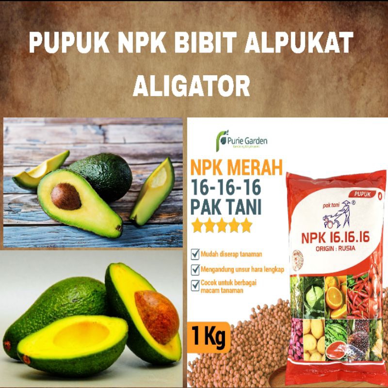 Bibit Buah belimbing madu BERBUAH