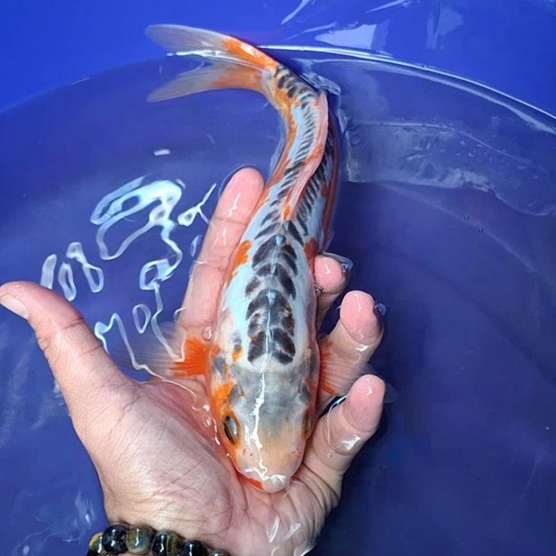 Ikan Koi Blitar Jenis Shusui / Rumah Koi Jakarta / kode 004