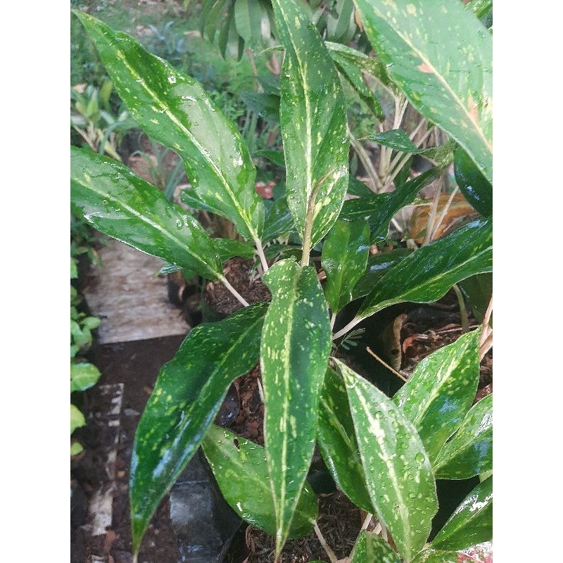 Tanaman hias aglonema srikit blanceng srikit