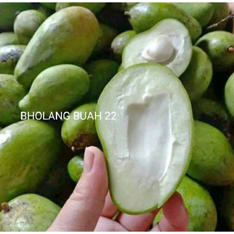 

MANGGA MUDA PAKET 500 GRAM