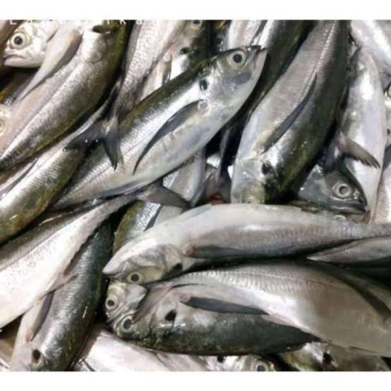 

ikan Tengkek Segar Fresh - 1 Kilogram
