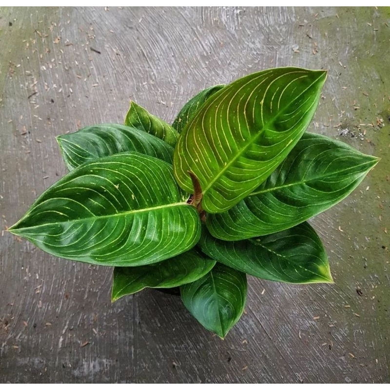 tanaman hias anakan aglonema asri black parian