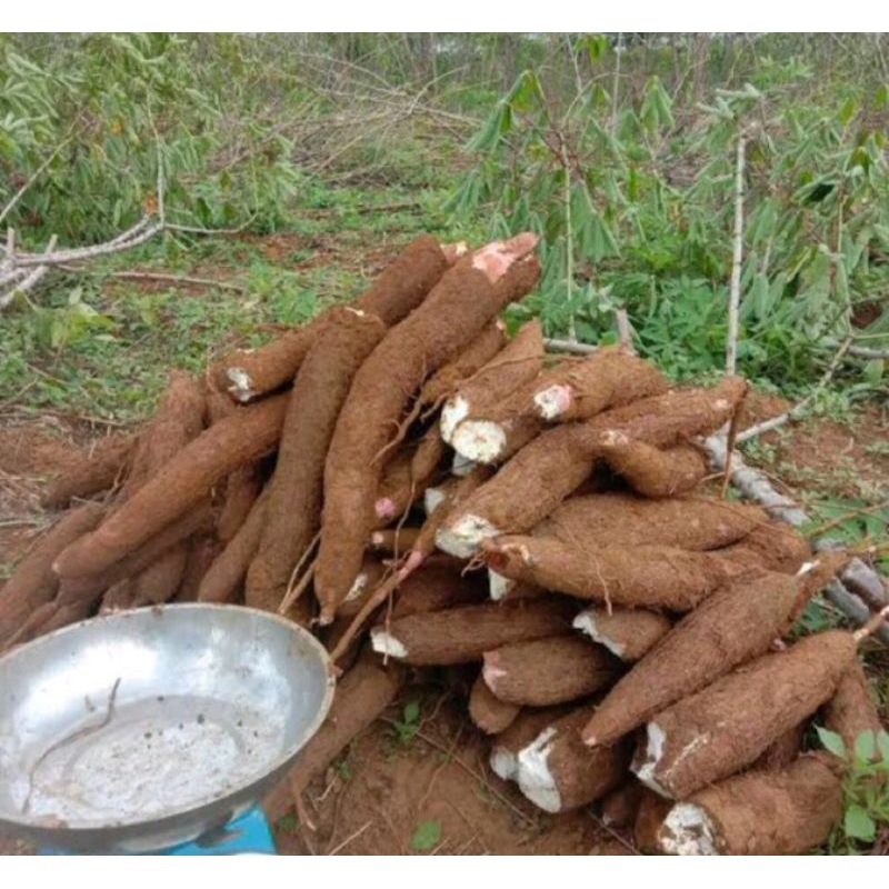 

SINGKONG ASLI SUKABUMI