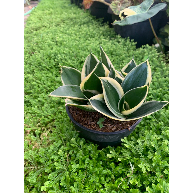 Sensivera Pagoda / Sensivera Mini