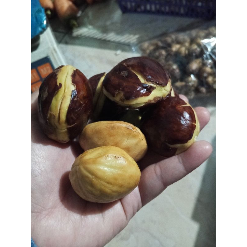 

Jengkol Super || Jengkol Tua || Jengkol Semur ||