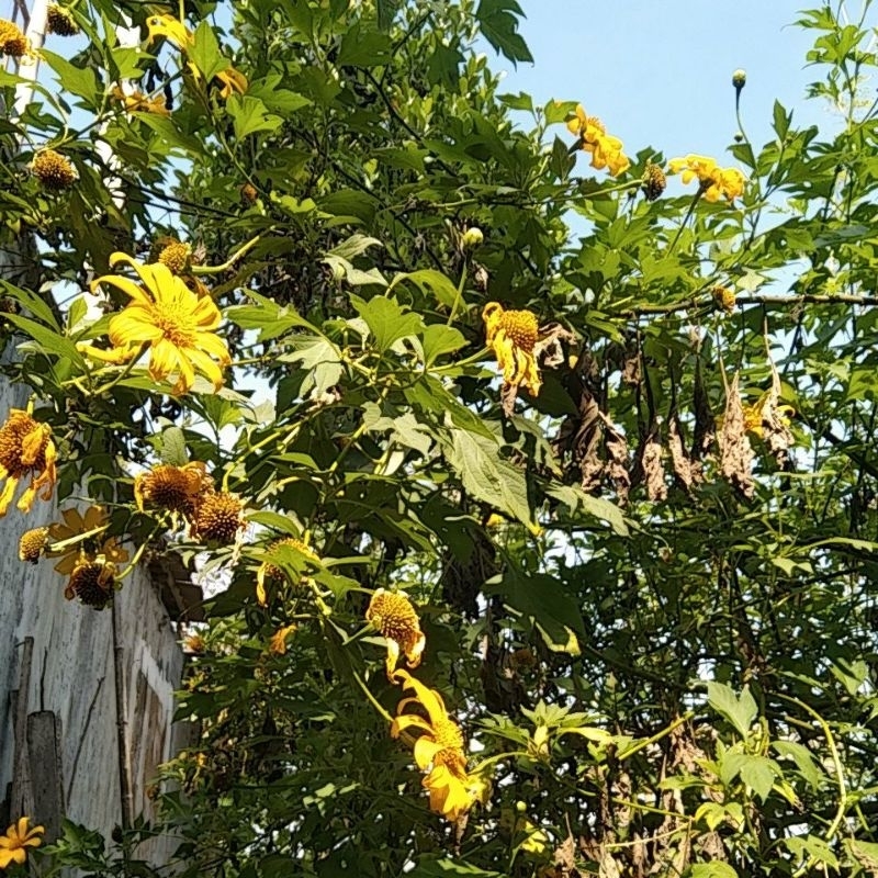 

Daun Paitan Segar Toga Insulin