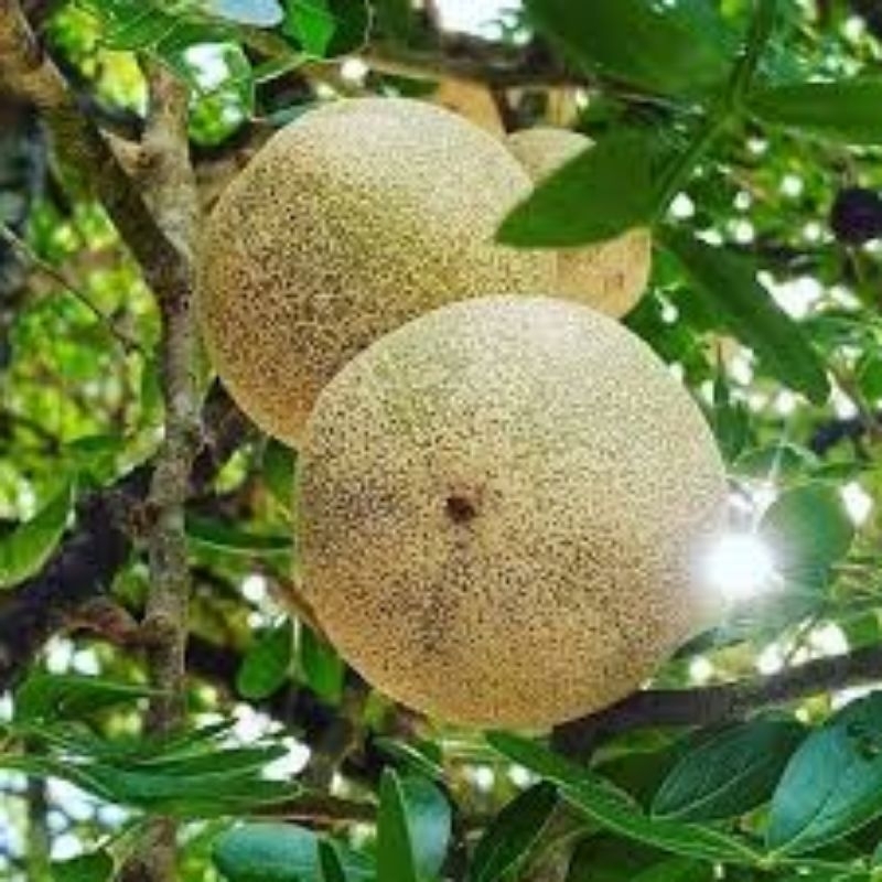 

Buah Kawista Fresh 1 Kg