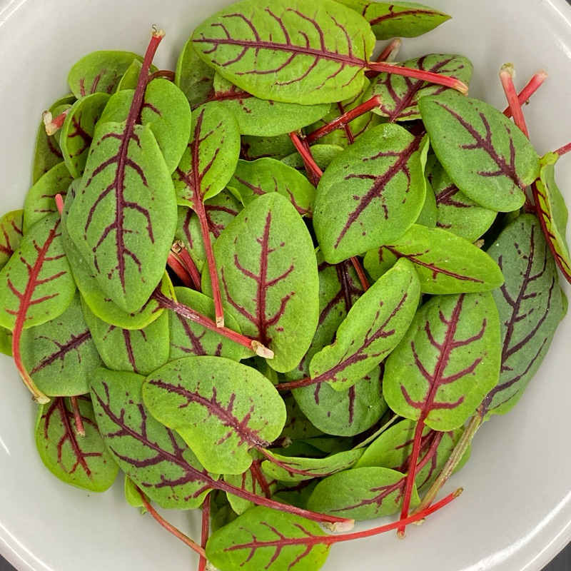

Daun Red Vein Sorrel Fresh