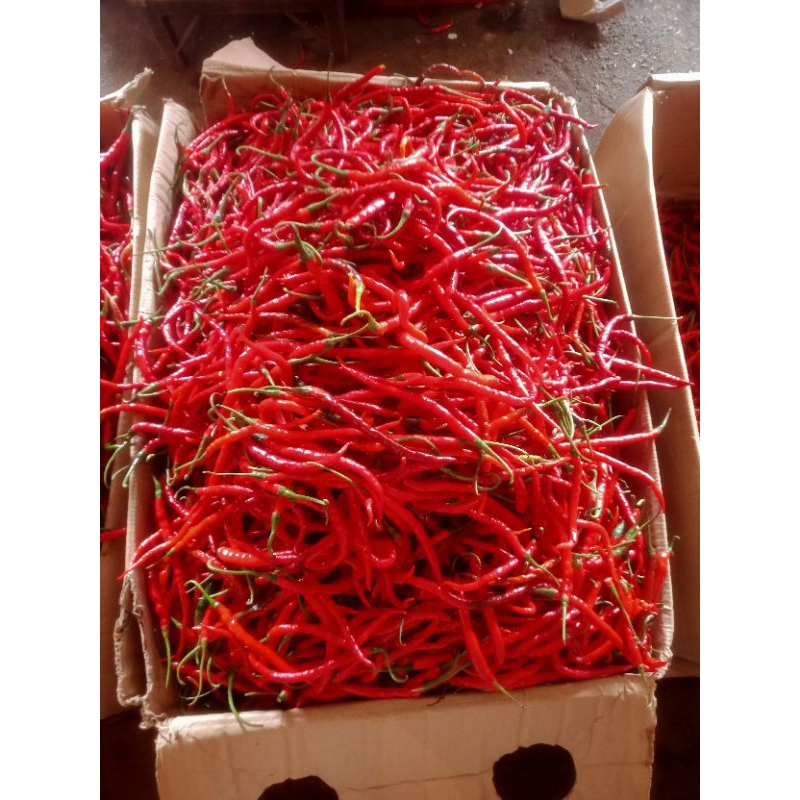 

cabai kriting 500gr