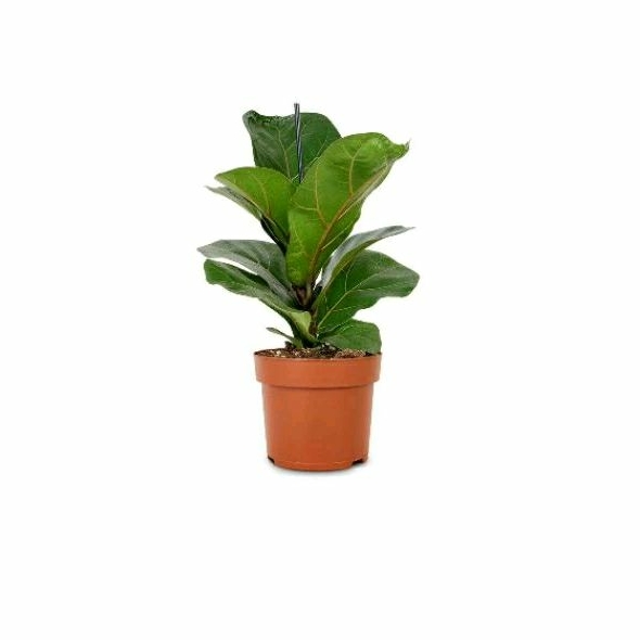 tanaman hias Ketapang biola - pohon Ketapang biola - Ketapang biola