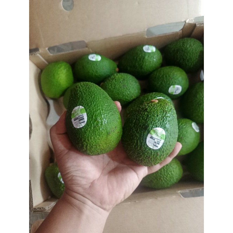 

Avocado Import Premium 1kg | Alpukat premium super alpukat mentega