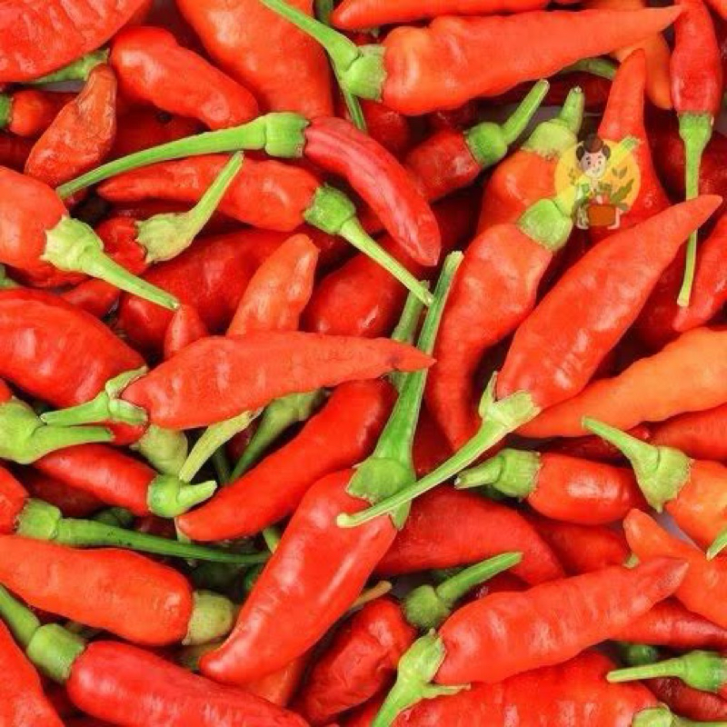 

Cabai rawit merah segar /cengek/buah sayur segar bandung