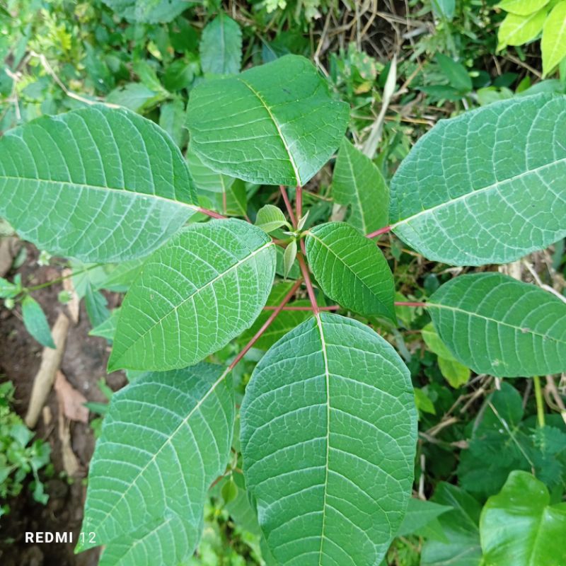 

Daun kastuba segar petik langsung 250 gram