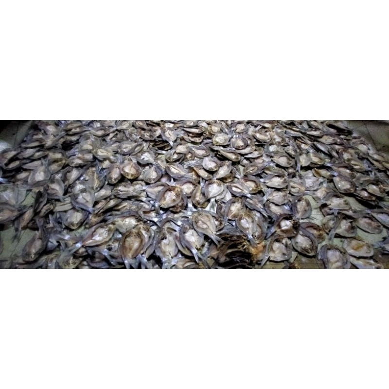 

IKAN ASIN BADER PREMIUM, IKAN ASIN BADER BELAH KERING FRESH