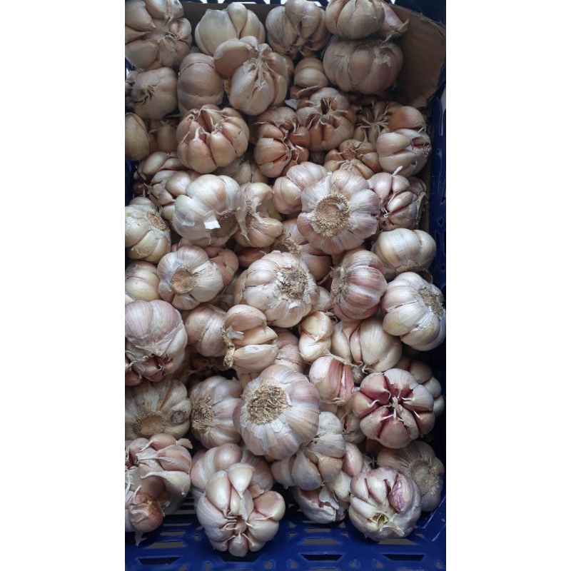 

BAWANG PUTIH SINCO ECER