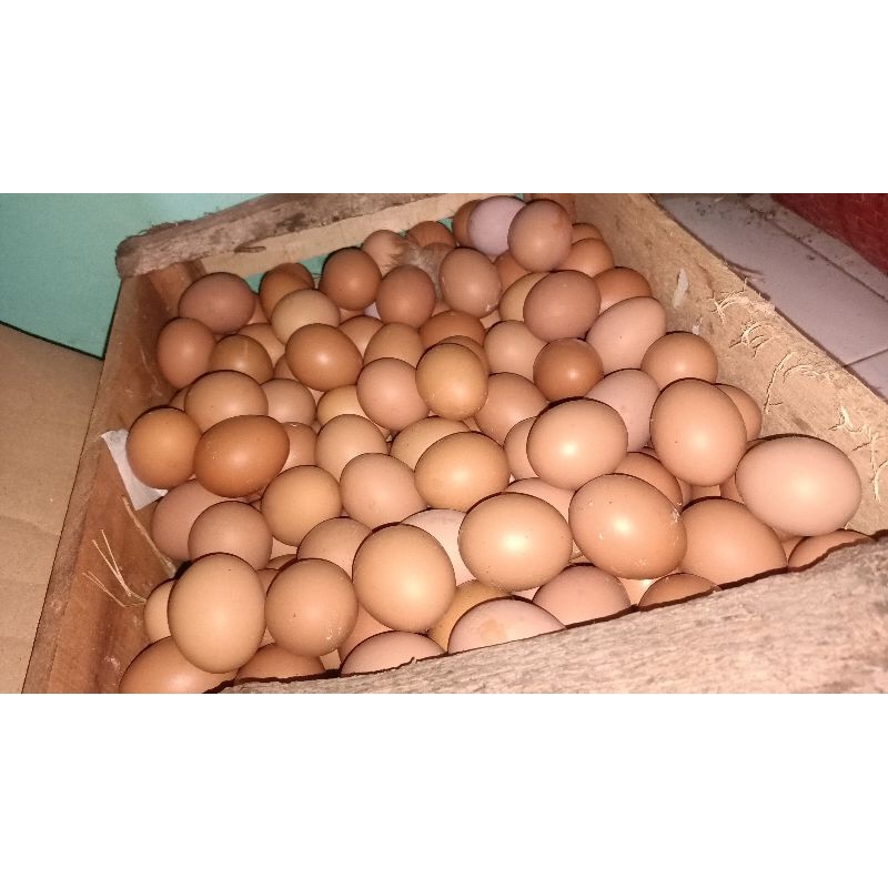 

TELUR AYAM NEGERI *FRESH*