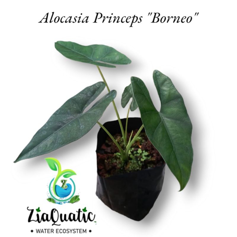 Alocasia Princeps "Borneo" - Tanaman Hias Paludarium Jungleplant Indor/Outdoorplant