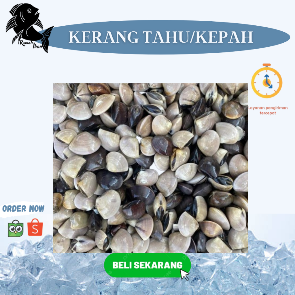 

Kerang Tahu Segar/Kerang Kepah 1Kg