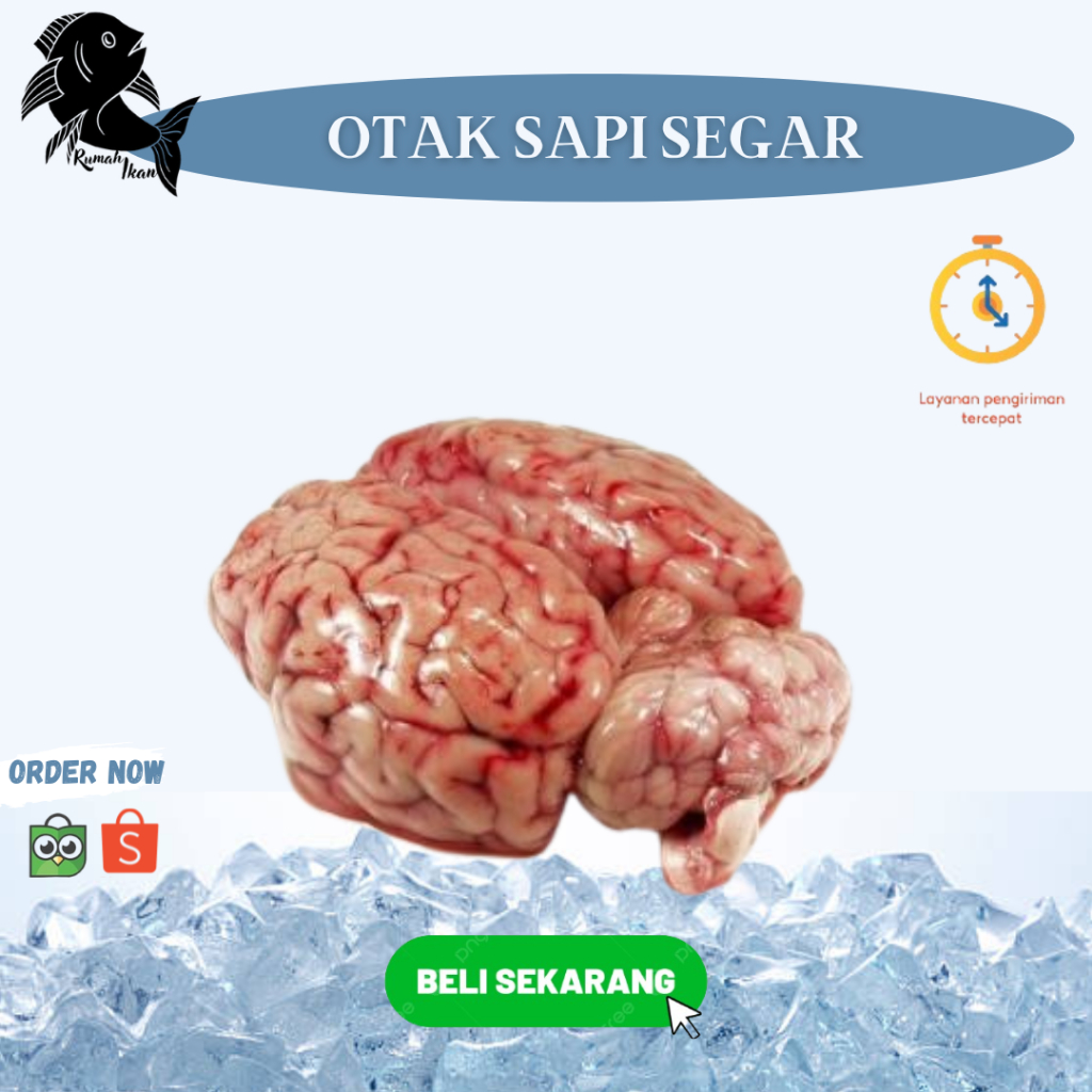 

Otak Sapi Segar Berkualitas 1Pcs