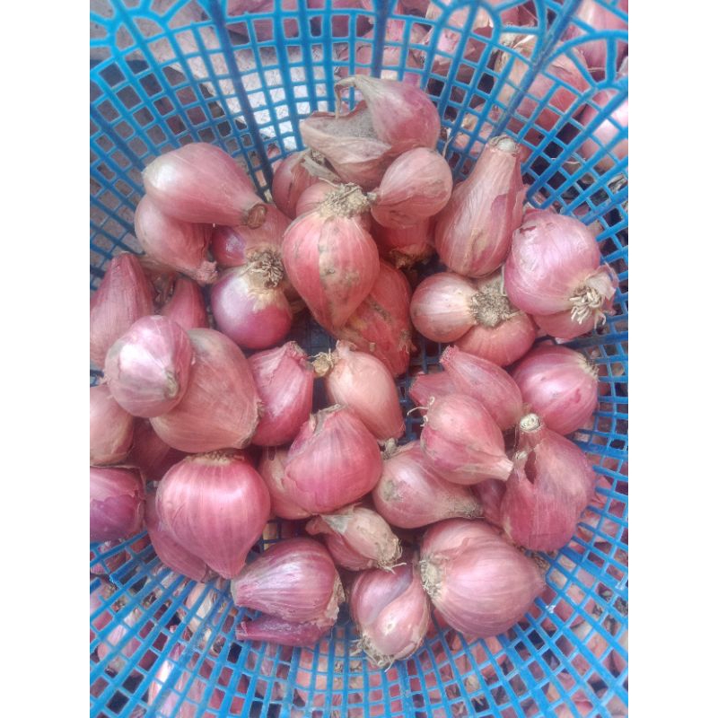 

BAWANG MERAH 1 kg