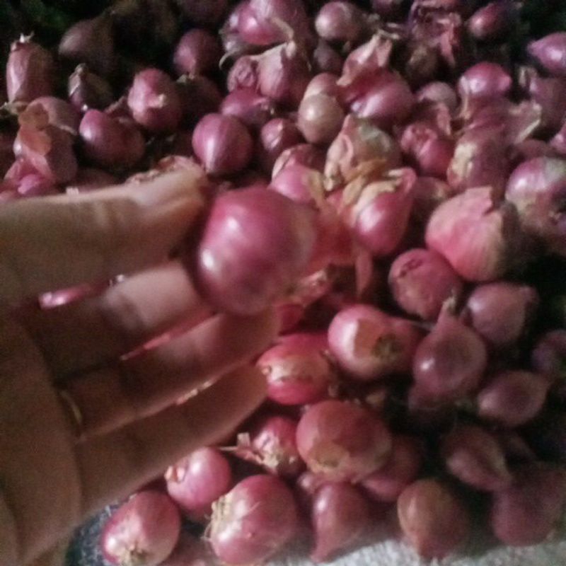 

Bawang Merah Pati