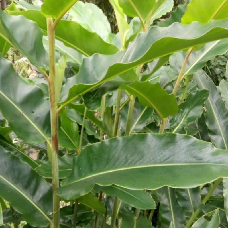 

Daun honje daun kecombrang segar 1kg petik langsung