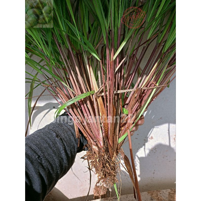 

Sereh wangi perbatang untuk Konsumsi dan Bibit sereh merah