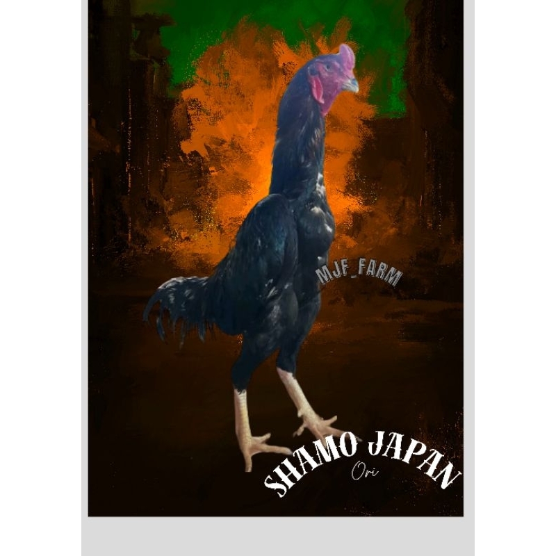 telur ayam Shamo Japanese (Telur fertil)