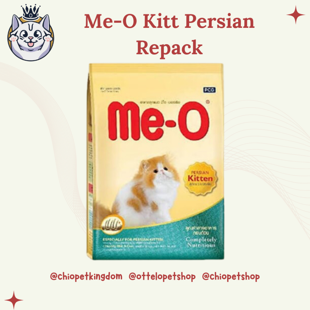 Meo Kitten Persian