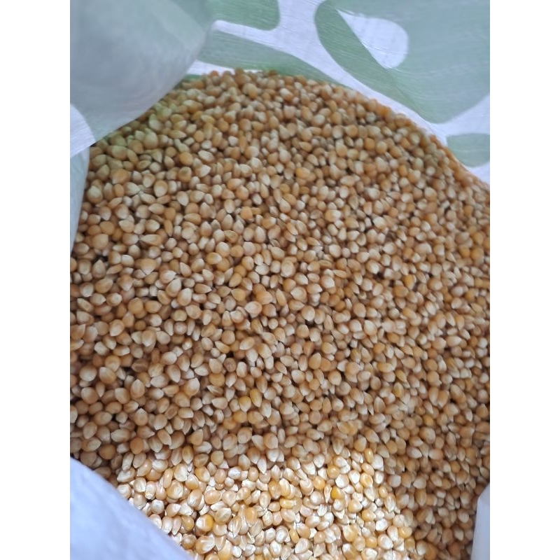 

JAGUNG POPCORN SUPER 250GR MENTAH