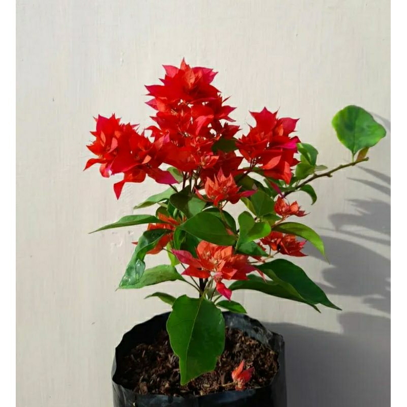 tanaman hias Bougenville Hawai red chili - bibit Bougenville Hawai red chili - pohon Bougenville Haw
