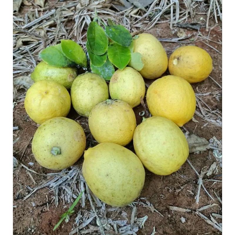 

Jeruk Lemon California