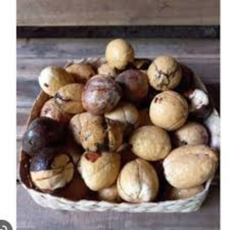 

biji alpukat mentega segar bersih 1kg