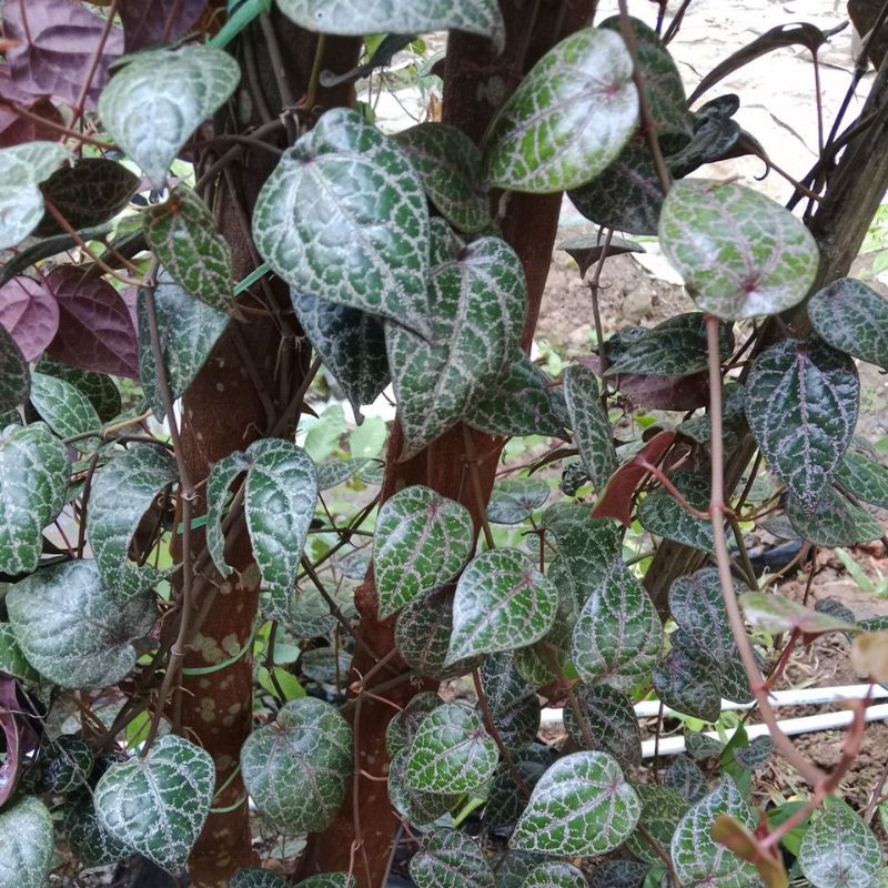 

10 Lembar daun sirih merah segar