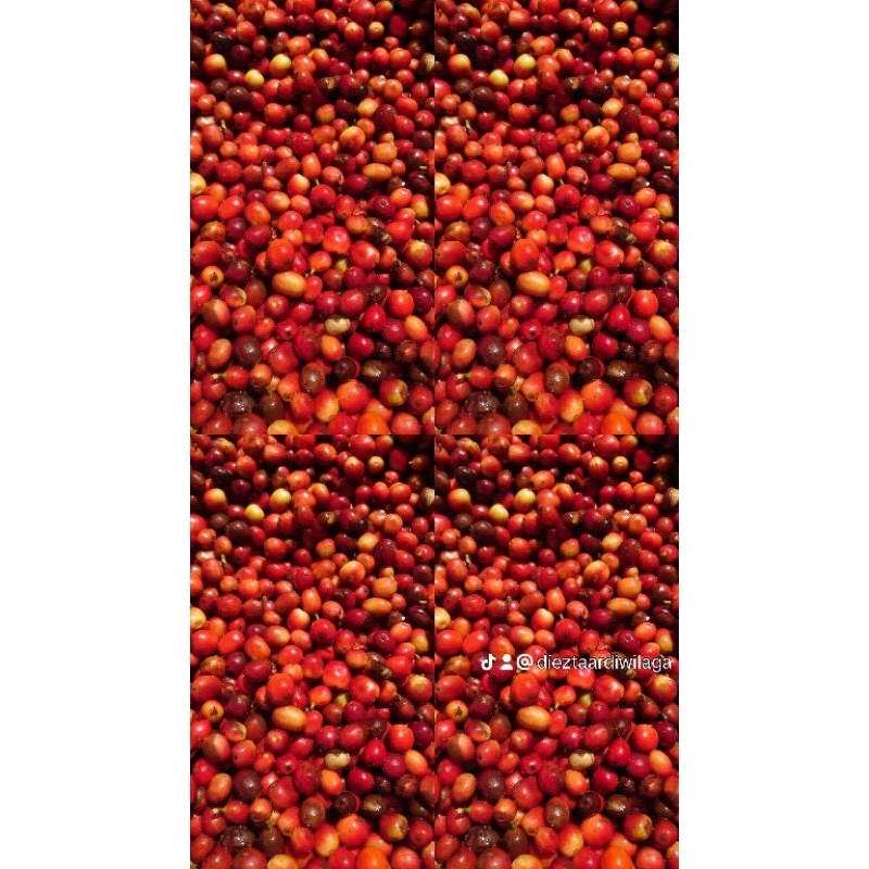 

Buah Merah Kopi (Cherry Ceri Gelondongan) Arabica & Yellow Cartura