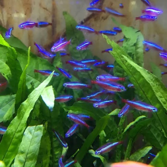 ikan hias cardinal neon ( ikan air tawar / ikan aquascape )