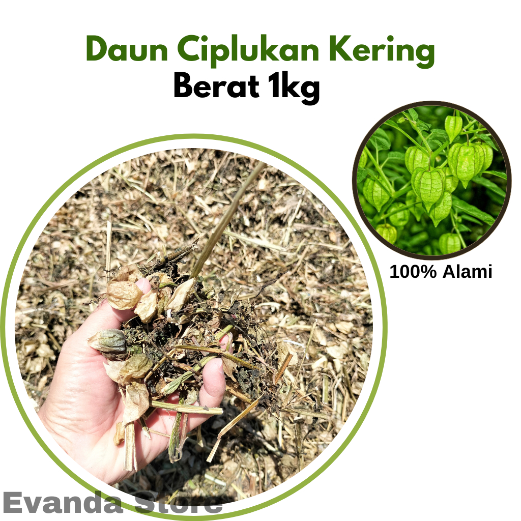 

1kg Daun Ciplukan / Daun Cecendet Kering kualitas premium