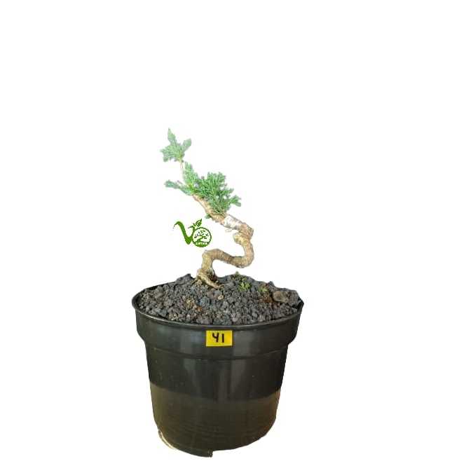 Bahan Bonsai Cemara Sargenti Pingpong Kecil/ Kishu Berbagai Bentuk 41 - 50