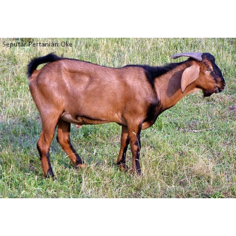 

KAMBING