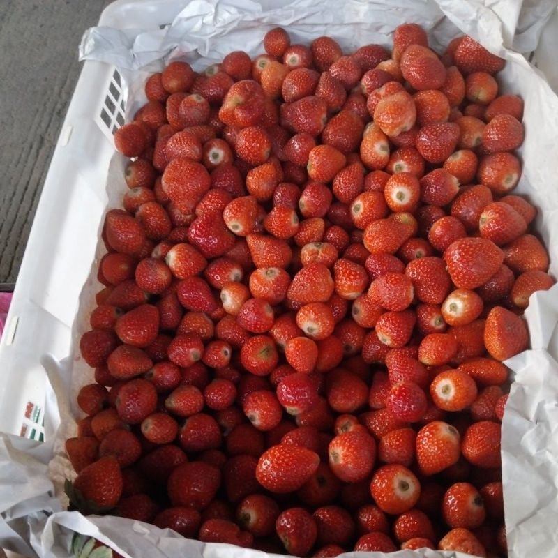 

Buah Strawberry fresh / premium tanpa daun