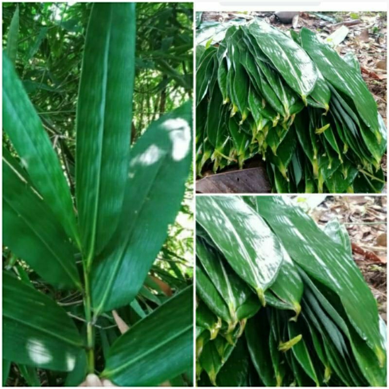 

daun bambu super buat bacang/lontong