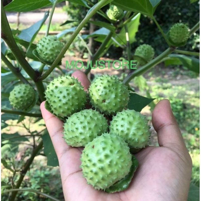 

buah kecubung segar baru petik untuk obat tradisional