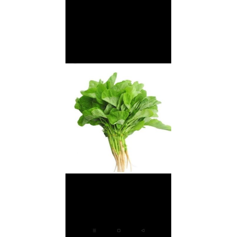 

sayur bayam daun bayem