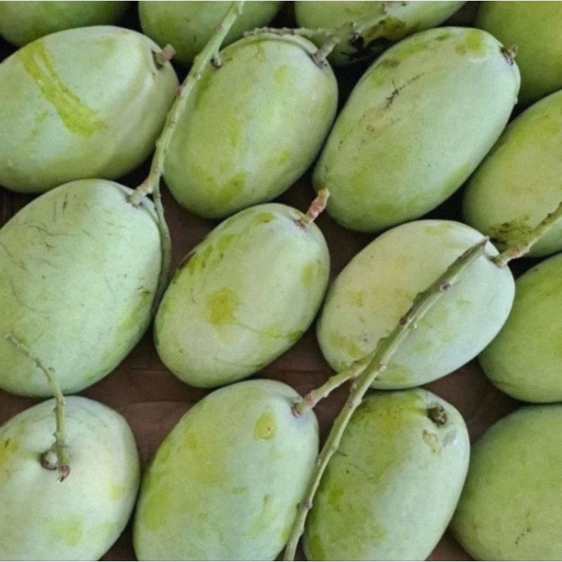 

Mangga Indramayu 1 Kg Murah