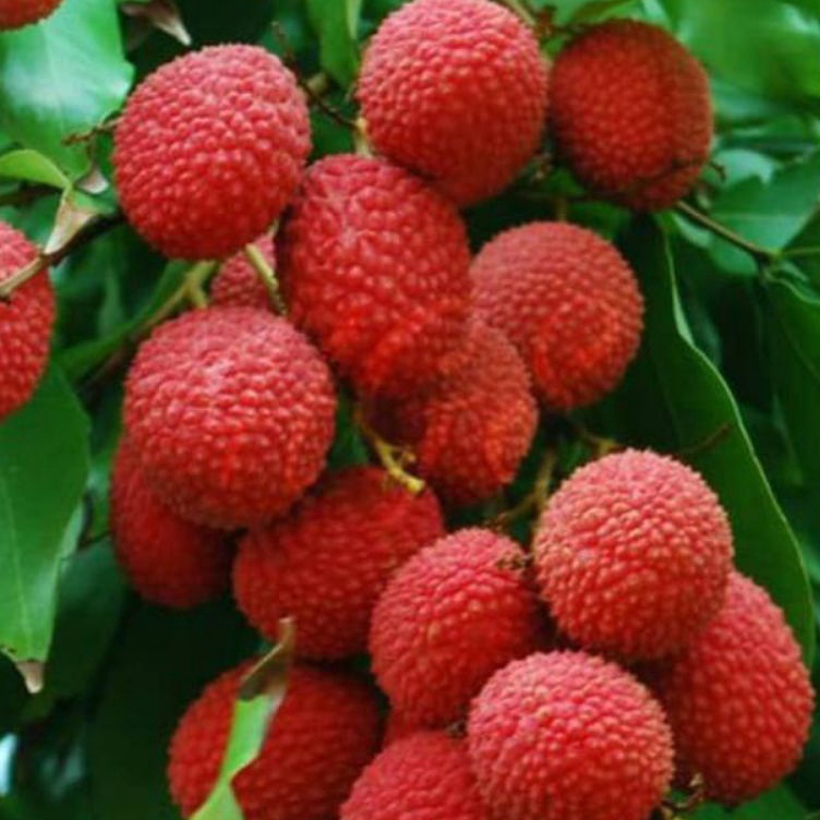 Penawaran Spesial bibit leci merah tanpa biji  leci com tanpa biji