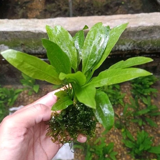 tanaman Amazon sword wabikusa plus pelia