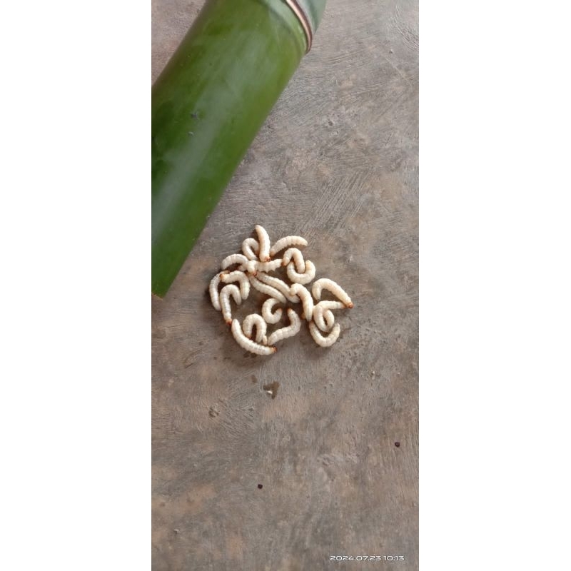 Ulat bambu/cangkilung hidup