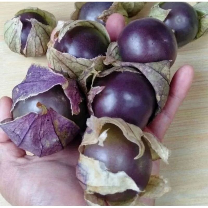 BIJI BENIH CIPLUKAN UNGU JUMBO