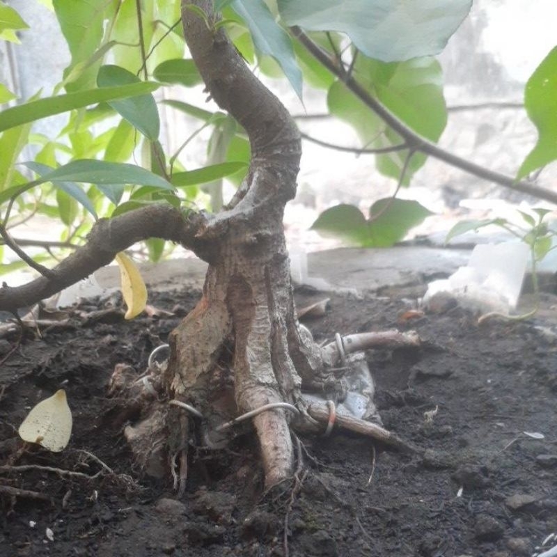 bahan bonsai beringin