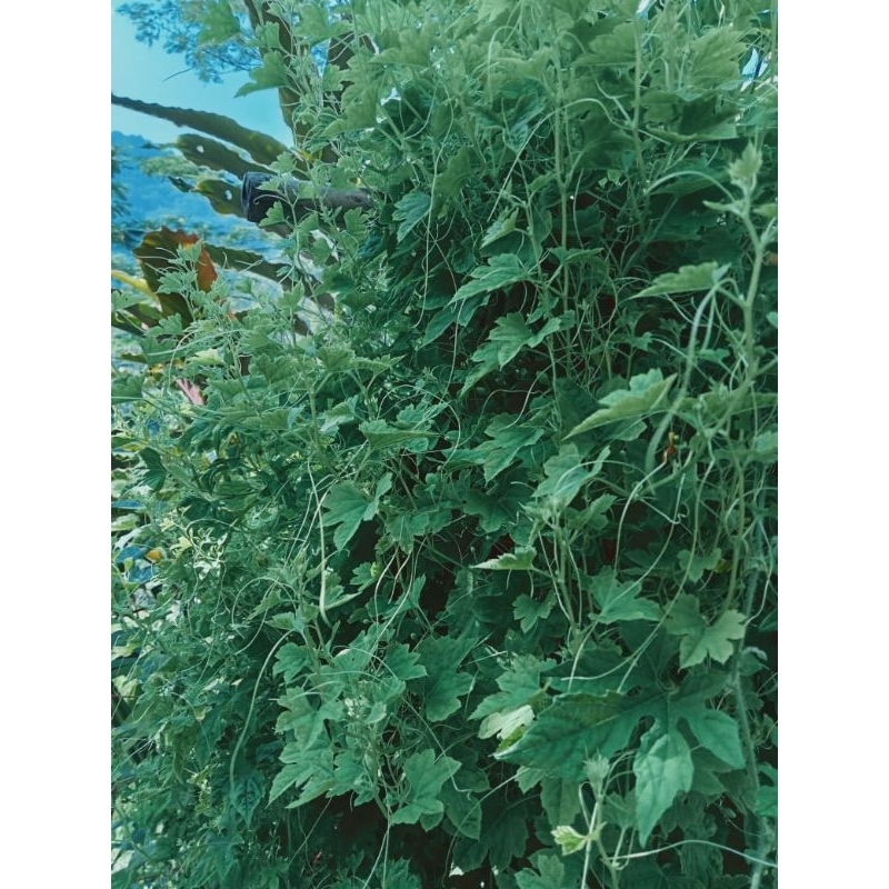 

Daun pare hutan 250 gr